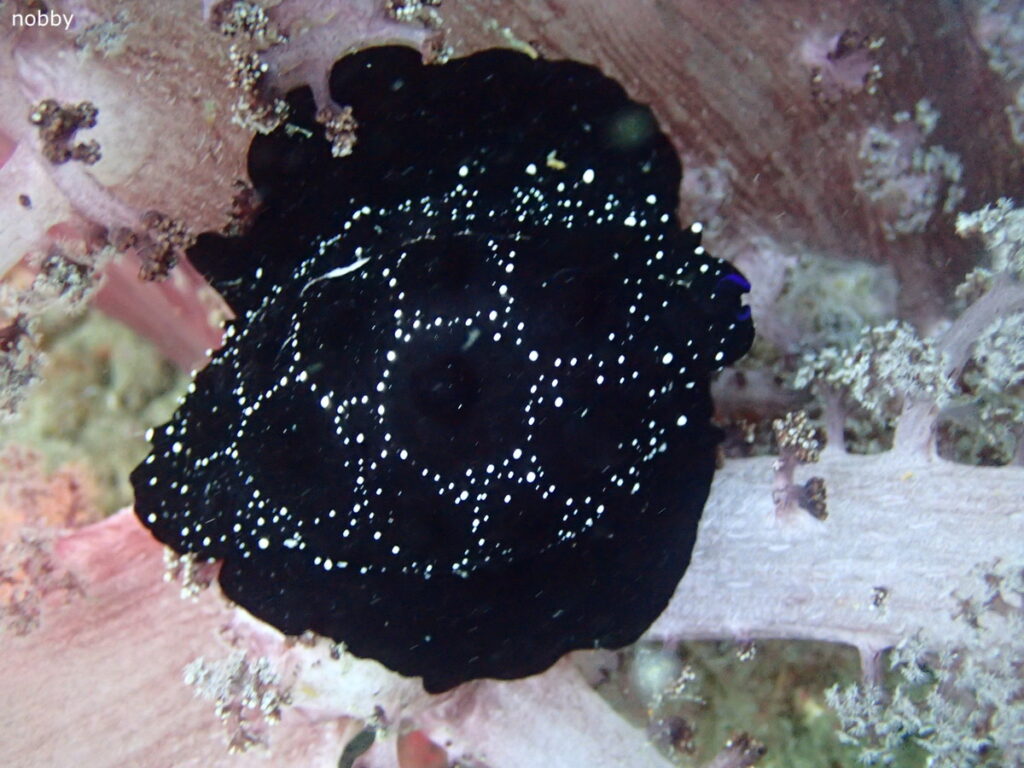 ウミウサギ｜かっちゃま（房総）｜ノースエンド｜2025/10/19