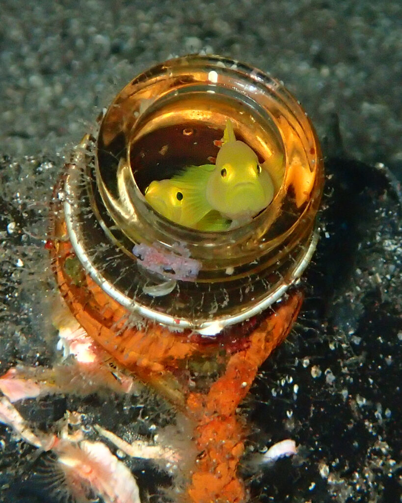 ミジンベニハゼ　ペア｜井田｜西伊豆｜2025/10/22｜ダイビングプロショップパル