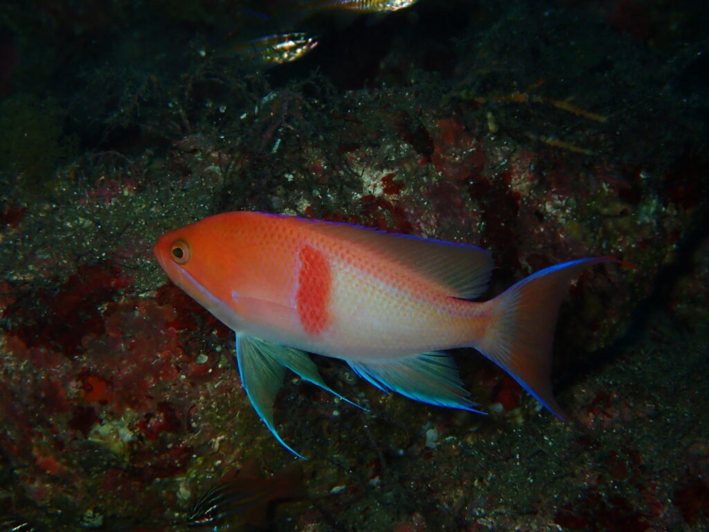 アカオビハナダイ｜井田｜西伊豆｜2025/10/22｜ダイビングプロショップパル