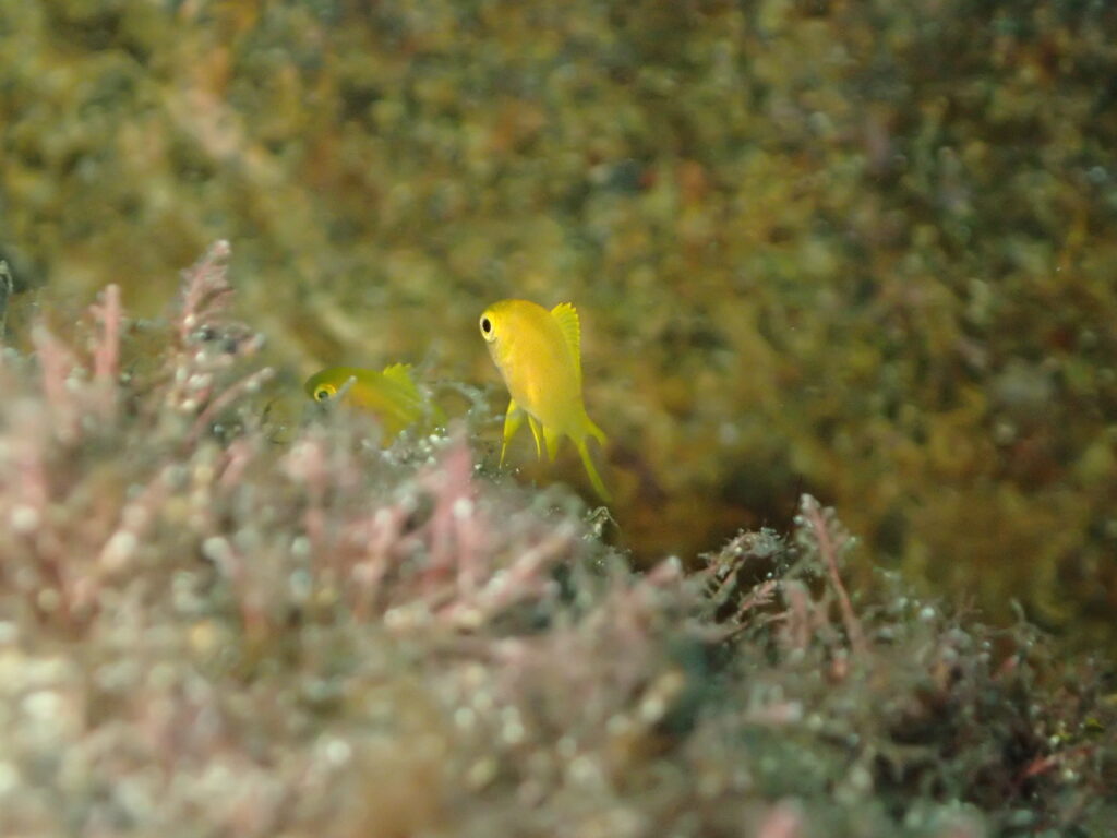 コガネスズメダイ｜井田｜西伊豆｜2025/10/22｜ダイビングプロショップパル