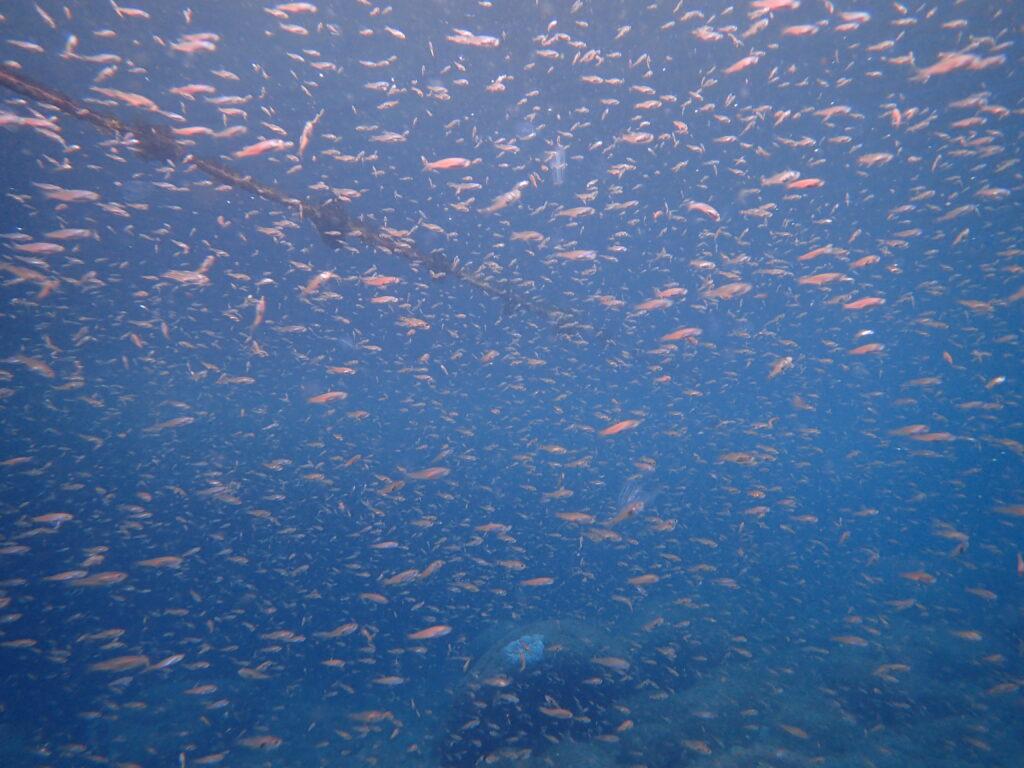 ネンブツダイ幼魚の群れ｜井田｜西伊豆｜2025/10/22｜ダイビングプロショップパル