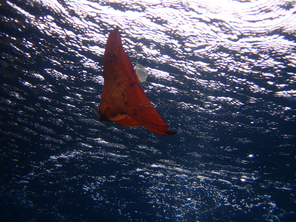 ナンヨウツバメウオ｜井田｜西伊豆｜2025/10/22｜ダイビングプロショップパル