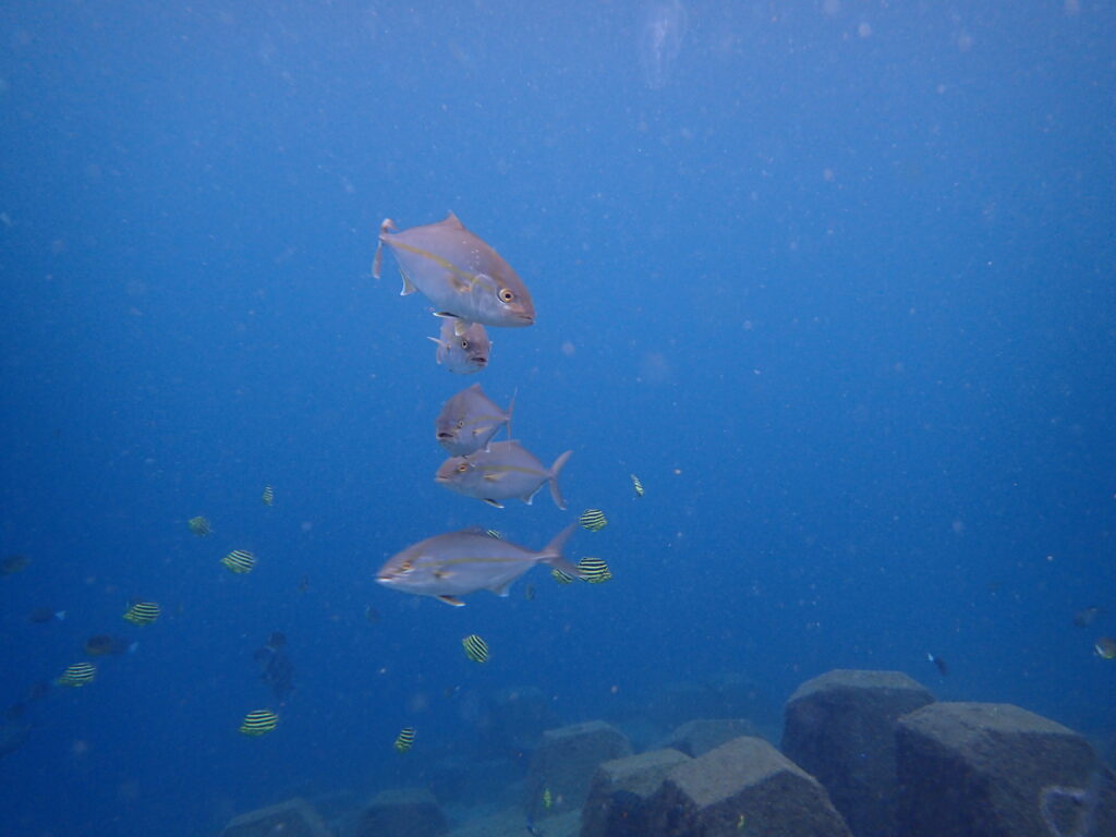 カンパチ｜井田｜西伊豆｜2025/10/22｜ダイビングプロショップパル