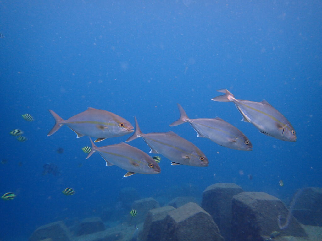 カンパチ｜井田｜西伊豆｜2025/10/22｜ダイビングプロショップパル