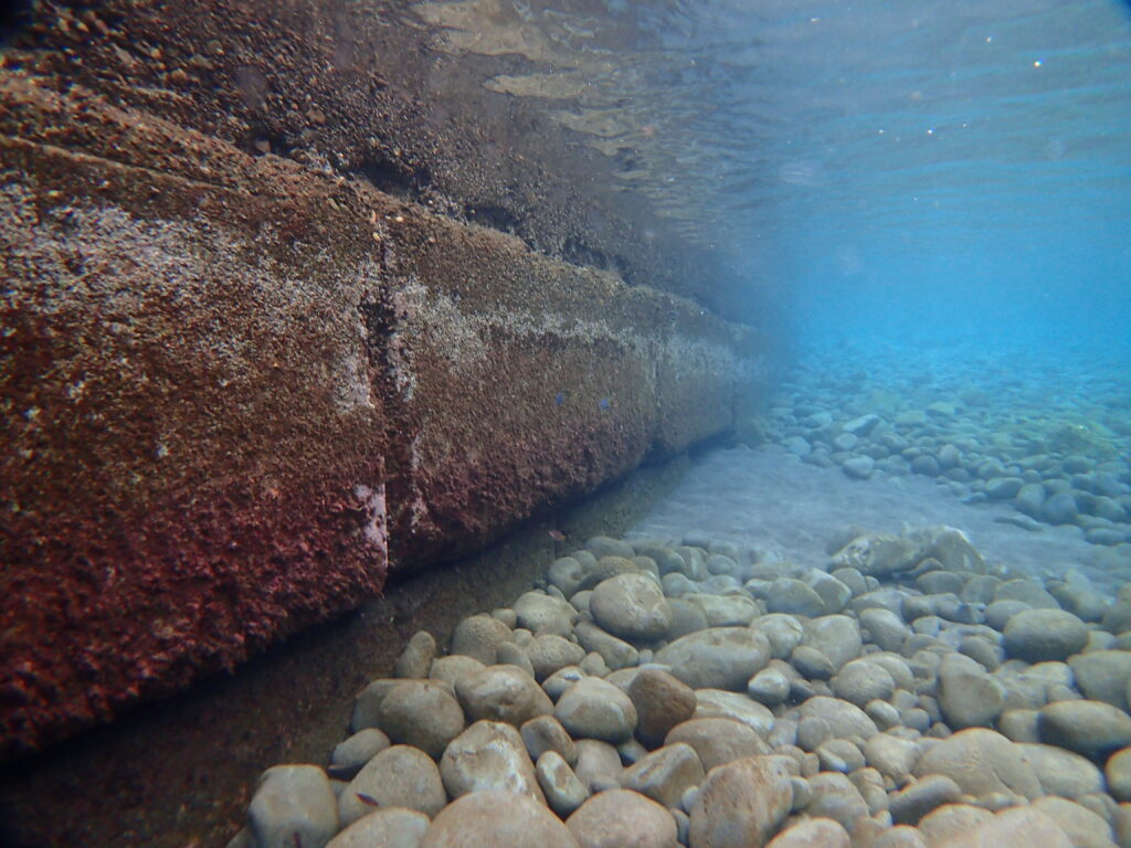 井田｜西伊豆｜2025/10/22｜ダイビングプロショップパル