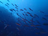 イサキの大群[1]｜房総 勝浦の水中写真｜2019/03/23
