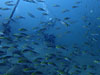 イサキの群れ[4]｜井田の水中写真｜2019/08/24