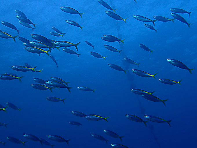 タカベの群れ[1]｜ 初島の水中写真｜2020/01/03