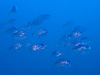 シマアジの群れ[1]｜ 伊戸の水中写真｜2020/02/02