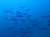シマアジの群れ[3]｜ 伊戸の水中写真｜2020/02/02
