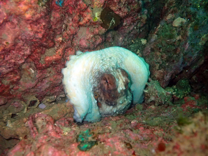 タコ [1]｜かっちゃまの水中写真｜2021/03/28