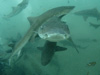 サメの中[4]｜伊戸の水中写真｜2021/04/25