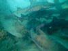 サメの中[7]｜伊戸の水中写真｜2021/04/25