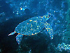 アオウミガメ｜西川名でダイビング｜2021/06/26