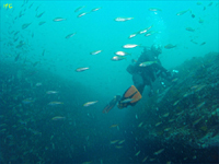 行川 海中風景｜ダイビングツアーのご案内