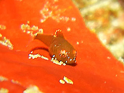 行川 海中風景｜ダンゴウオ｜ダイビングツアーのご案内