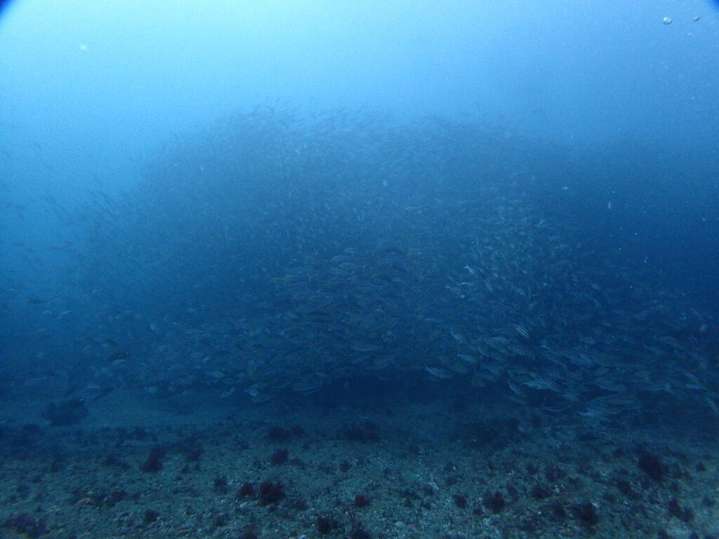 イサキの巨壁｜西川名｜ダイビングプロショップ パル｜2025/10/05