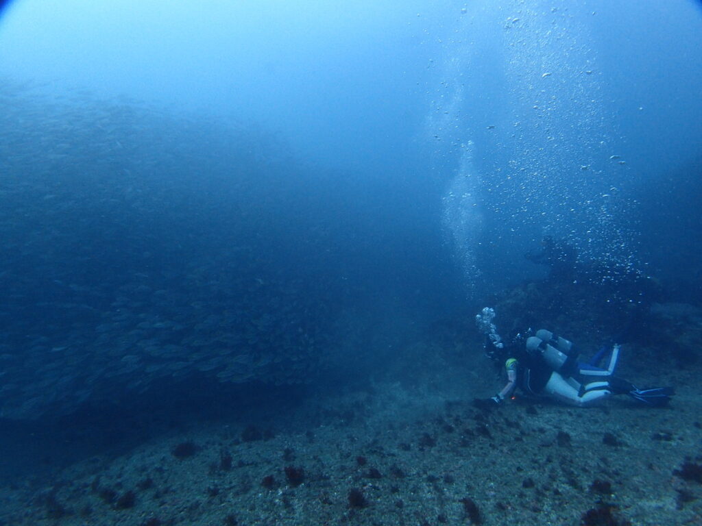 イサキの巨壁｜西川名｜ダイビングプロショップ パル｜2025/10/05