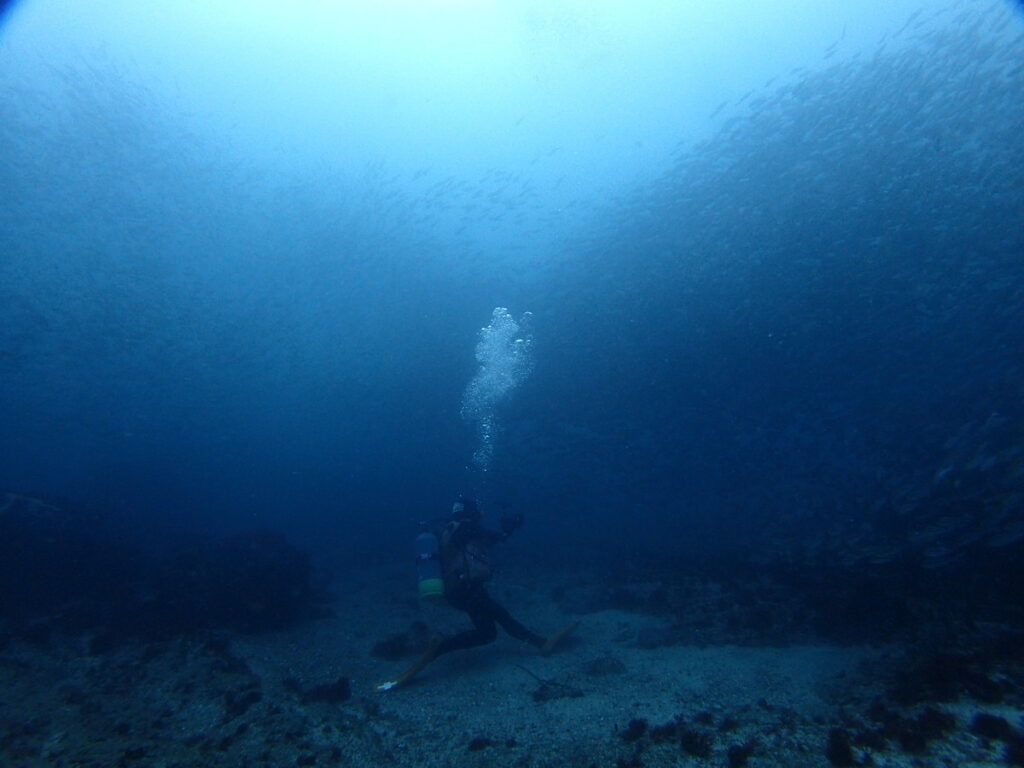 イサキの巨壁｜西川名｜ダイビングプロショップ パル｜2025/10/05