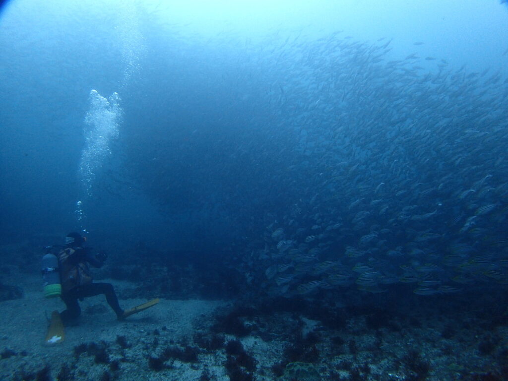 イサキの巨壁｜西川名｜ダイビングプロショップ パル｜2025/10/05