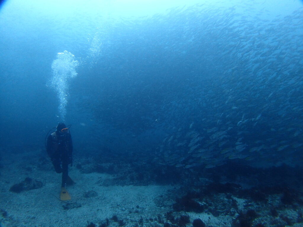 イサキの巨壁｜西川名｜ダイビングプロショップ パル｜2025/10/05