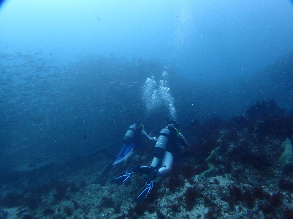 イサキの巨壁｜西川名｜ダイビングプロショップ パル｜2025/10/05