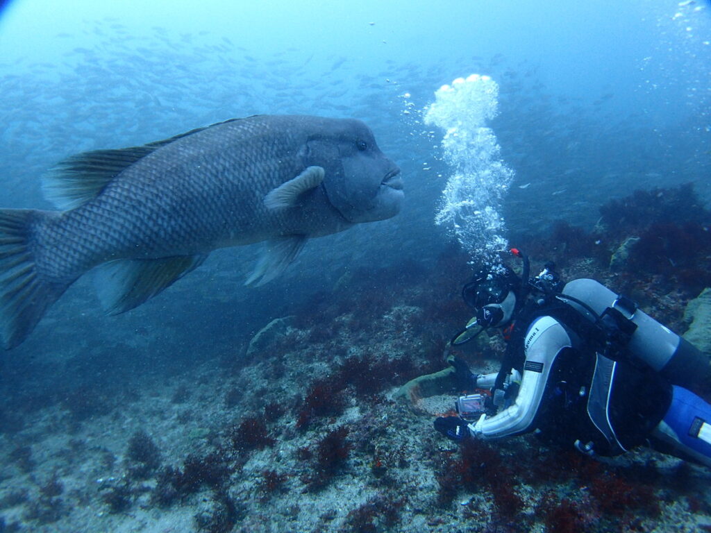 コブダイ｜西川名｜ダイビングプロショップ パル｜2025/10/05