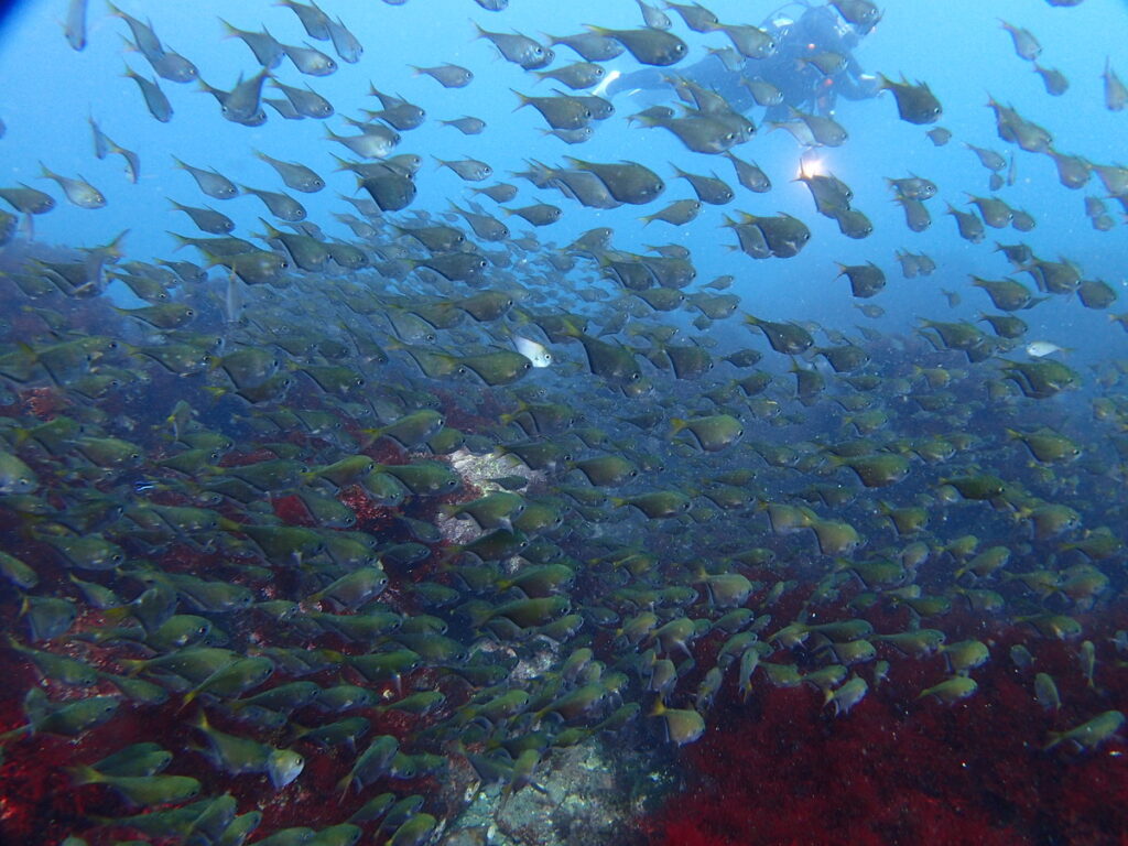 ミナミハタンポ｜西川名｜ダイビングプロショップ パル｜2025/10/05