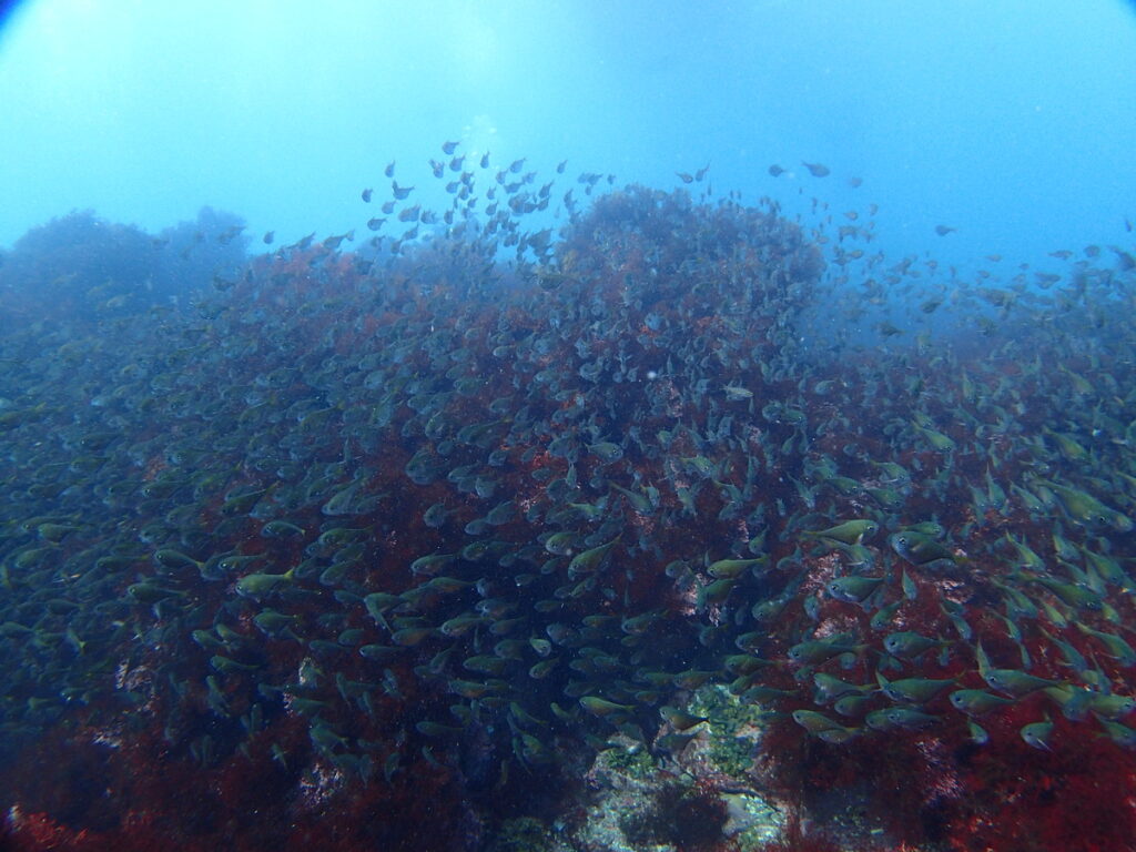 ミナミハタンポ