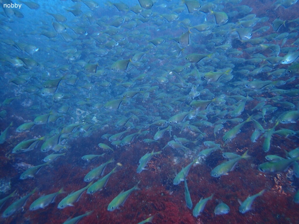 ハタンポ｜nobby｜西川名｜ダイビングプロショップ パル｜2025/10/05