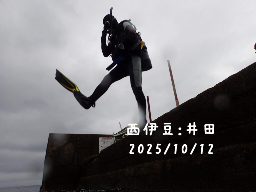井田 西伊豆｜ダイビングプロショップ パル｜2025/10/12