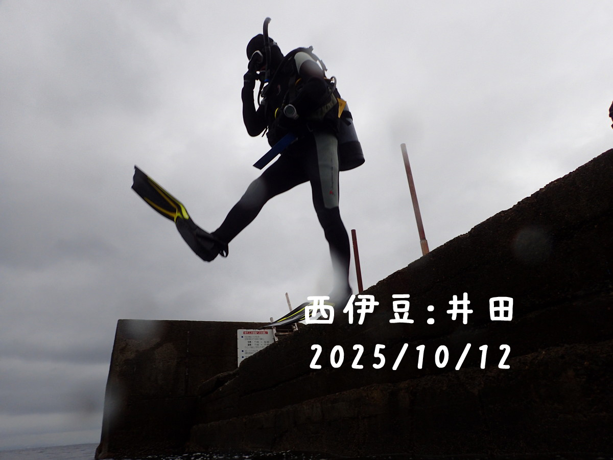 井田（西伊豆）｜2025/10/12