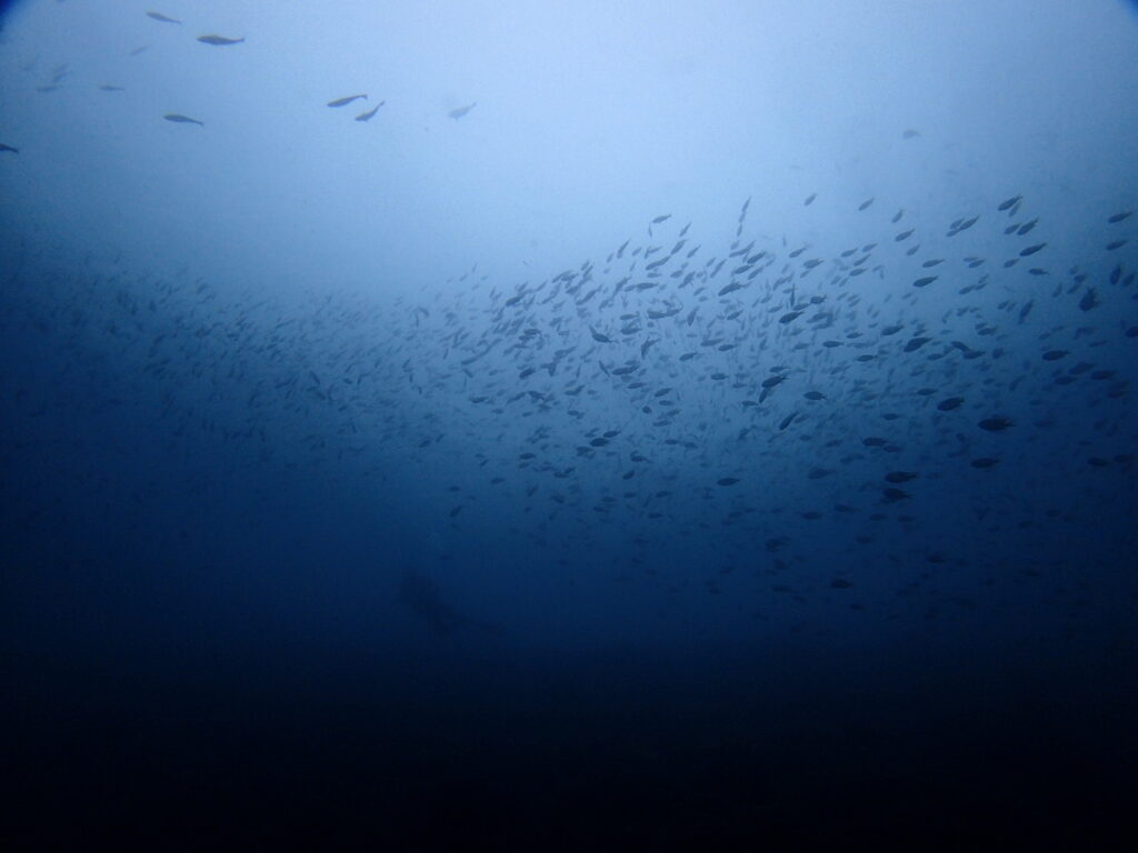 スズメダイの群れ｜井田 西伊豆｜ダイビングプロショップ パル｜2025/10/12