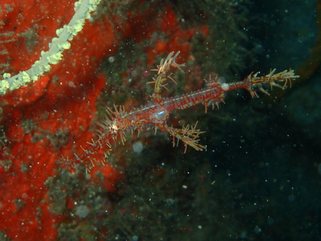 ニシキフウライウオ｜井田 西伊豆｜ダイビングプロショップ パル｜2025/10/12