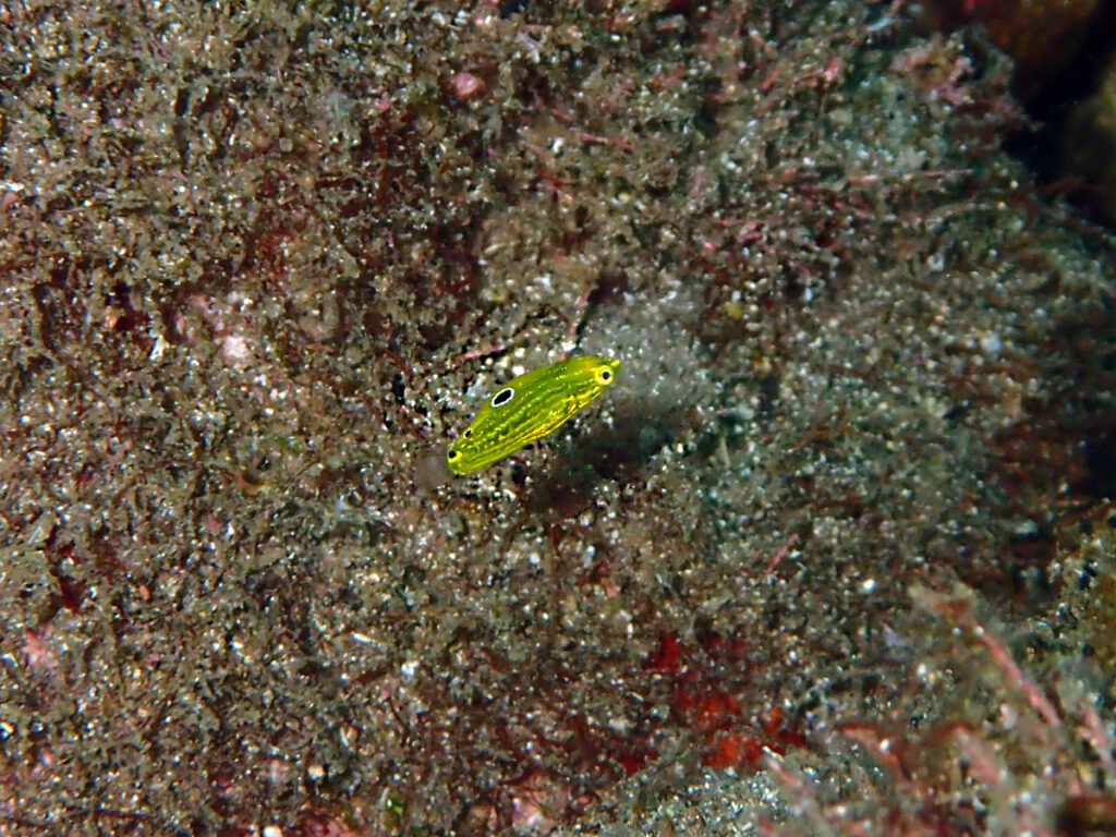 コガネキュウセン（幼魚）｜井田 西伊豆｜ダイビングプロショップ パル｜2025/10/12