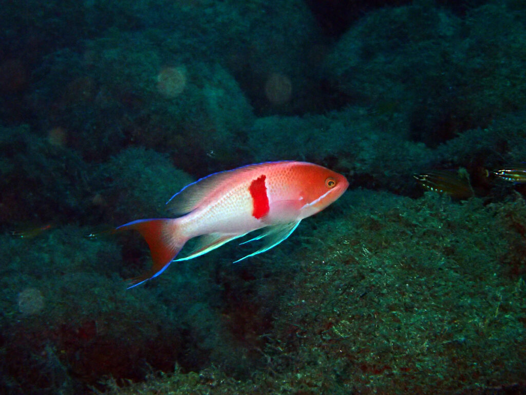 アカオビハナダイ♂｜井田 西伊豆｜ダイビングプロショップ パル｜2025/10/12