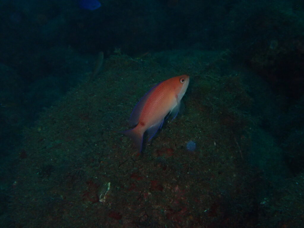 アカオビハナダイ♀｜井田 西伊豆｜ダイビングプロショップ パル｜2025/10/12