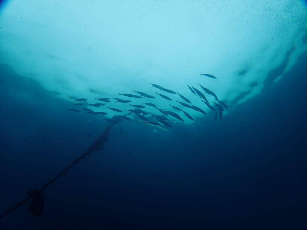 ムロアジ｜井田 西伊豆｜ダイビングプロショップ パル｜2025/10/12