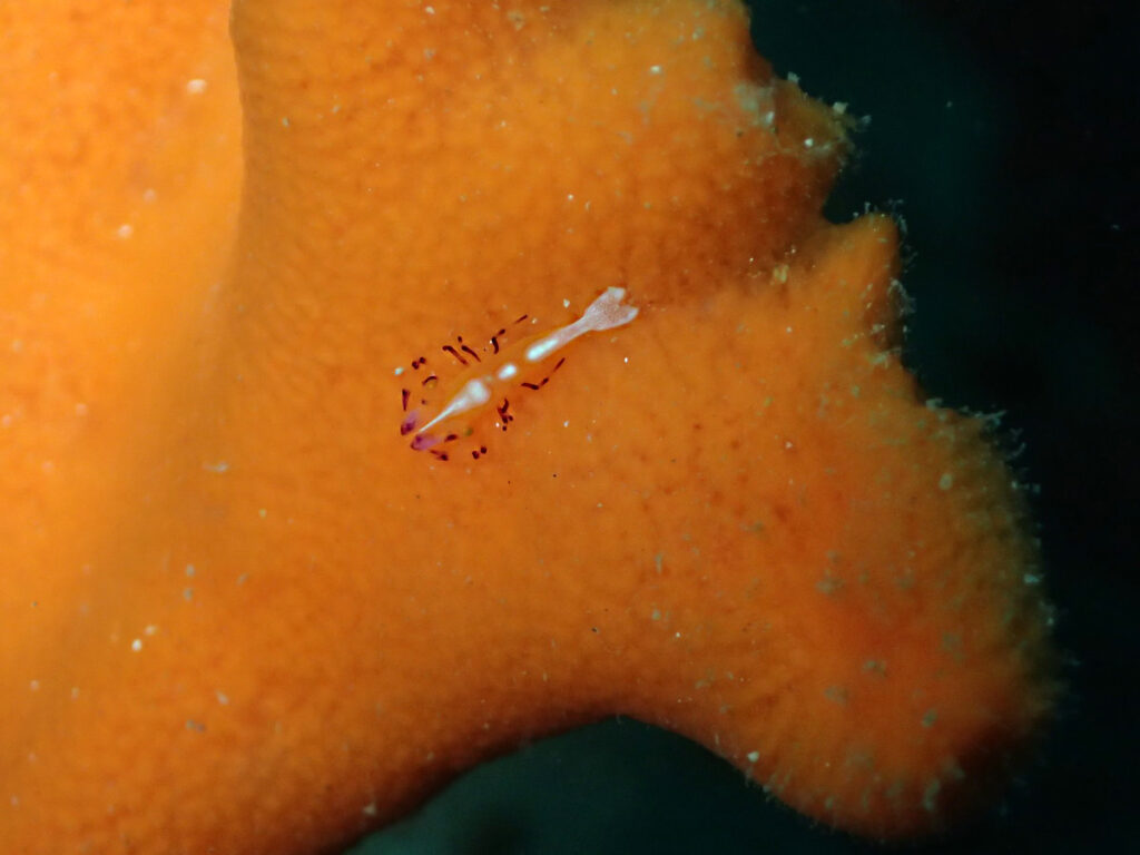 ウミウシカクレエビ｜かっちゃま（房総）｜千手ドロップ｜2025/10/19