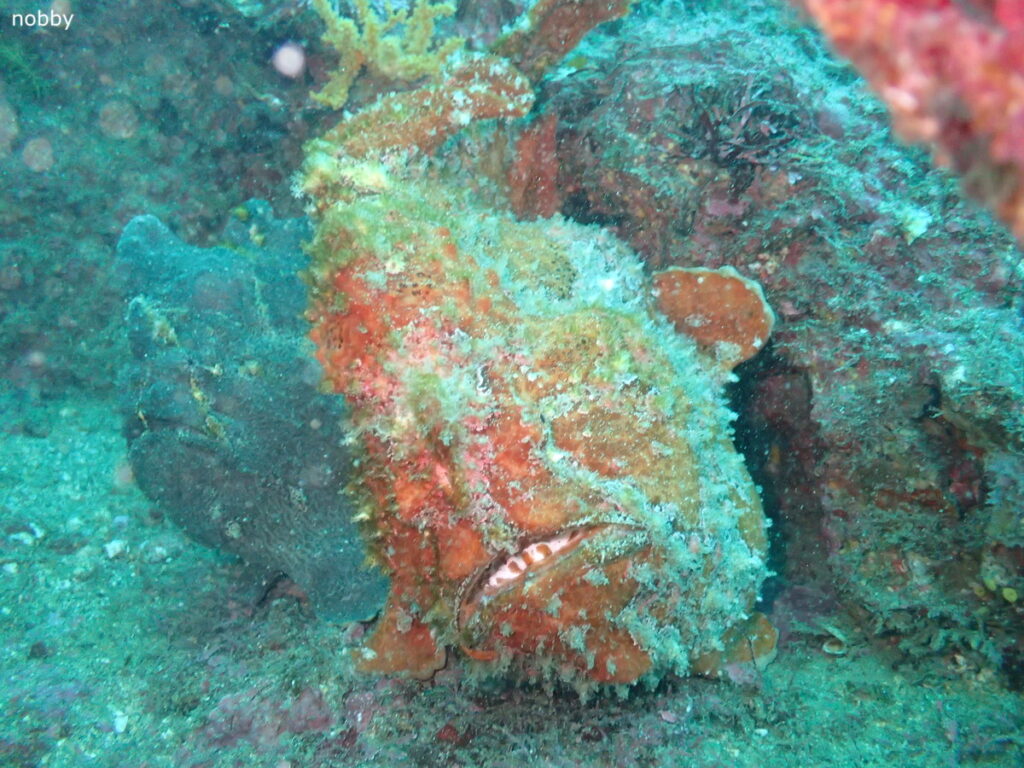 オオモンカエルアンコウ｜かっちゃま（房総）｜千手ドロップ｜2025/10/19