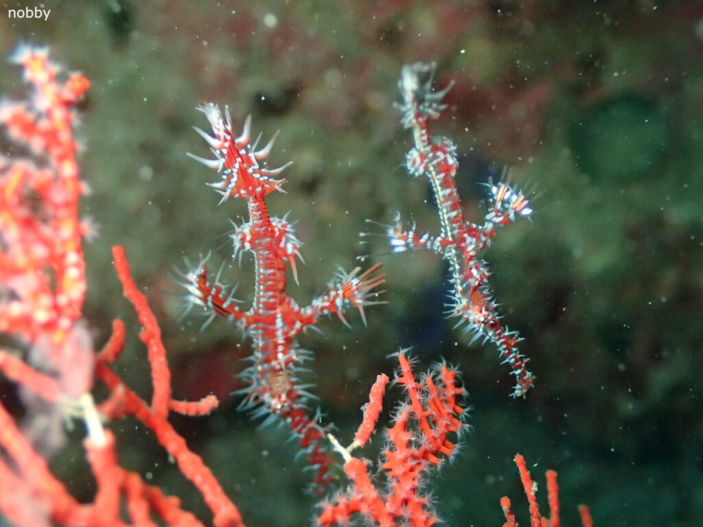 ニシキフウライウオのペア｜かっちゃま（房総）｜千手ドロップ｜2025/10/19