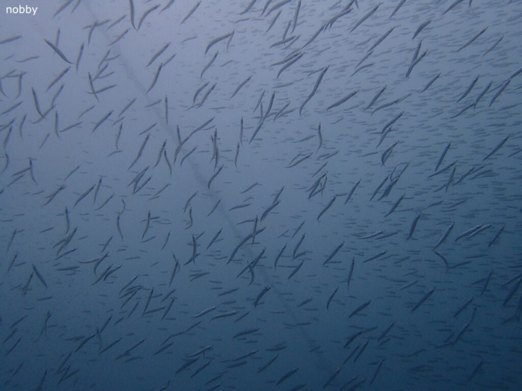 キビナゴの大群｜かっちゃま（房総）｜ノースエンド｜2025/10/19