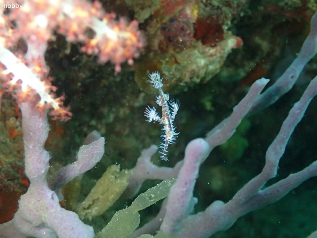 ニシキフウライウオ｜かっちゃま（房総）｜千手ドロップ｜2025/10/19