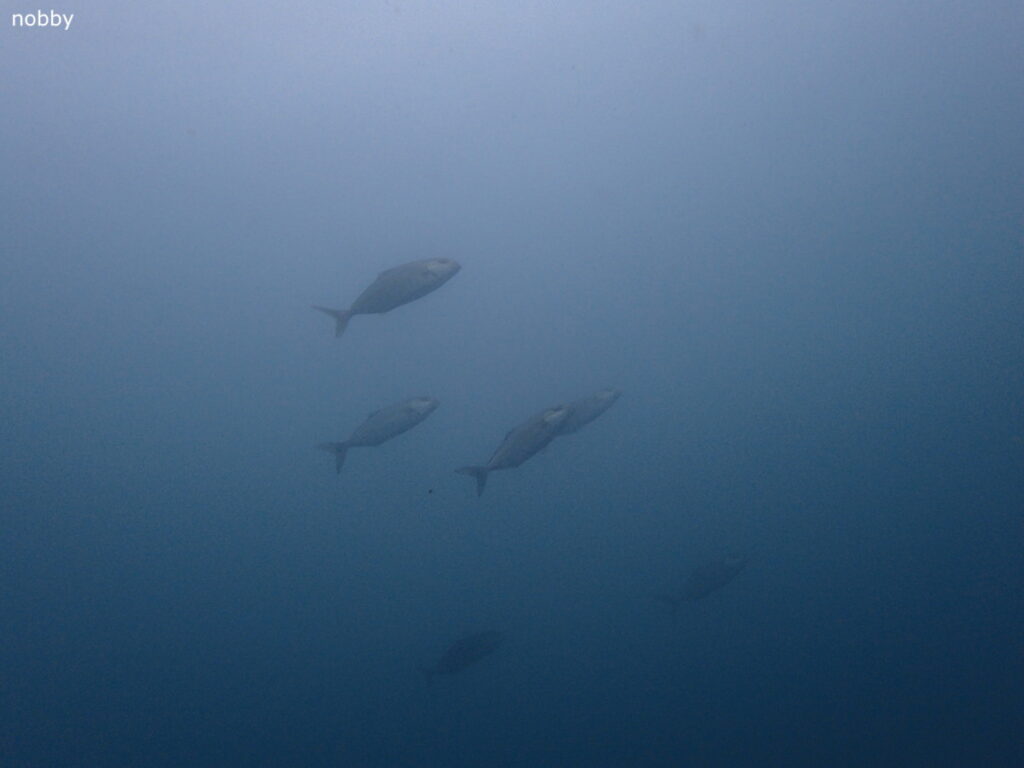 カンパチ｜かっちゃま（房総）｜千手ドロップ｜2025/10/19