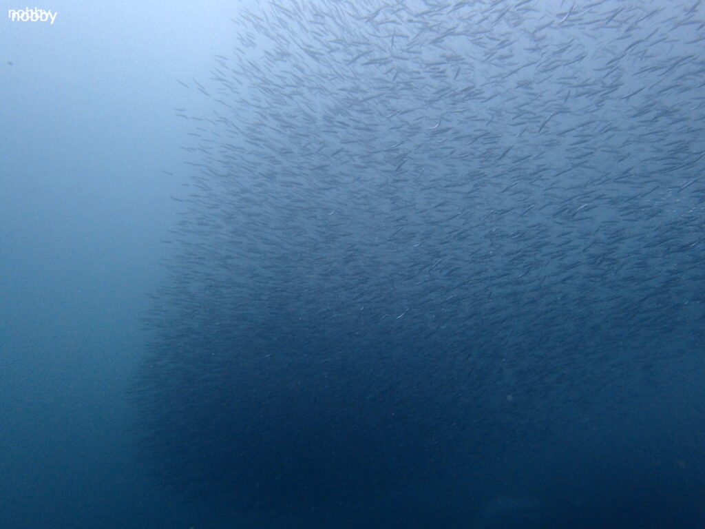 キビナゴの大群｜かっちゃま（房総）｜千手ドロップ｜2025/10/19