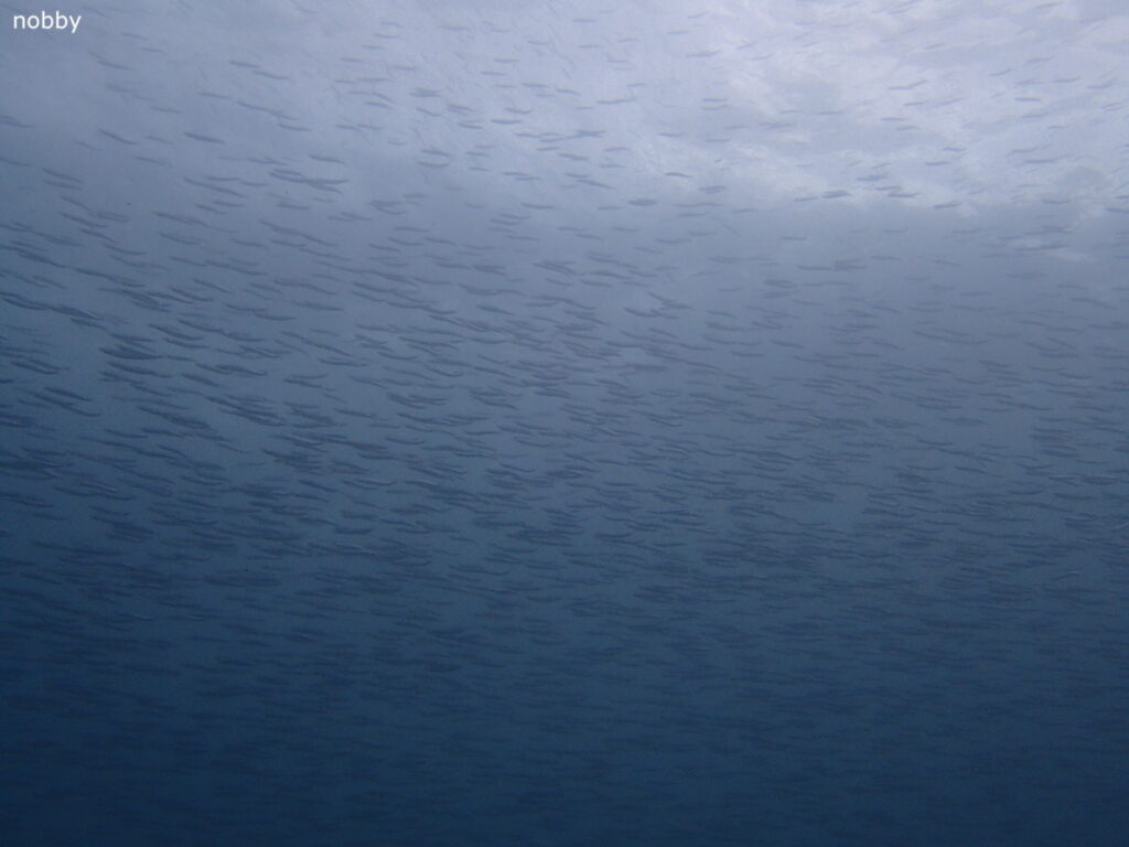 キビナゴの大群｜かっちゃま（房総）｜千手ドロップ｜2025/10/19