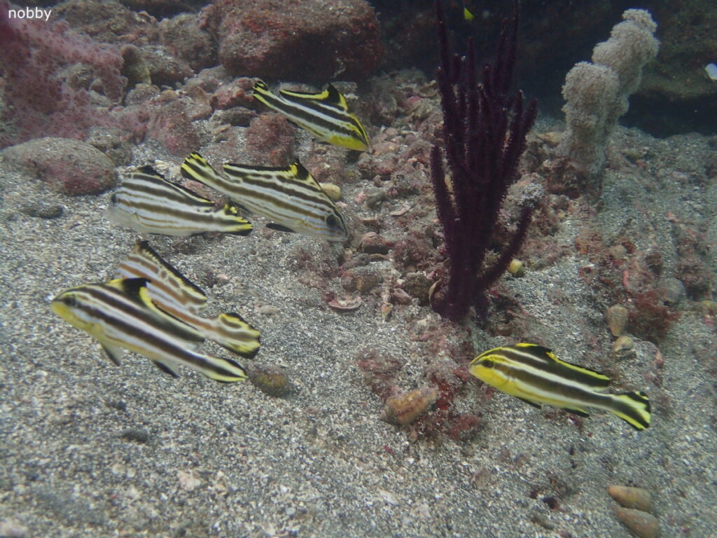 コロダイの幼魚｜かっちゃま（房総）｜千手ドロップ｜2025/10/19