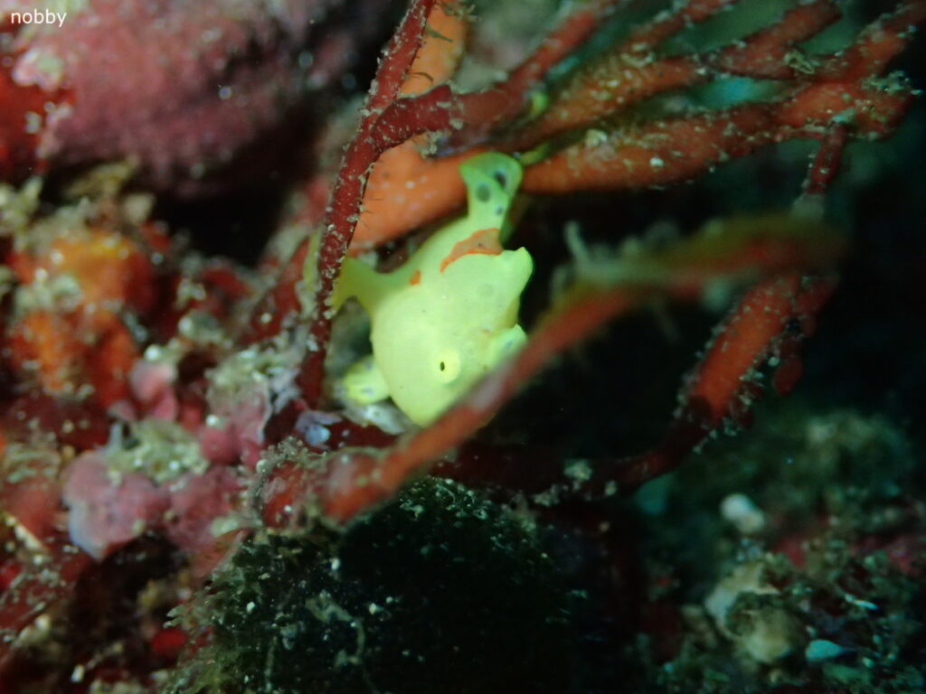 イロカエルアンコウ｜かっちゃま（房総）｜千手ドロップ｜2025/10/19