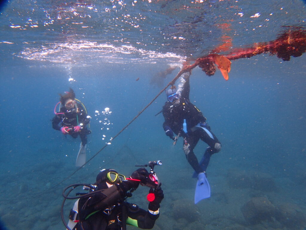 ナンヨウツバメウオ｜井田（西伊豆）｜2025/10/25