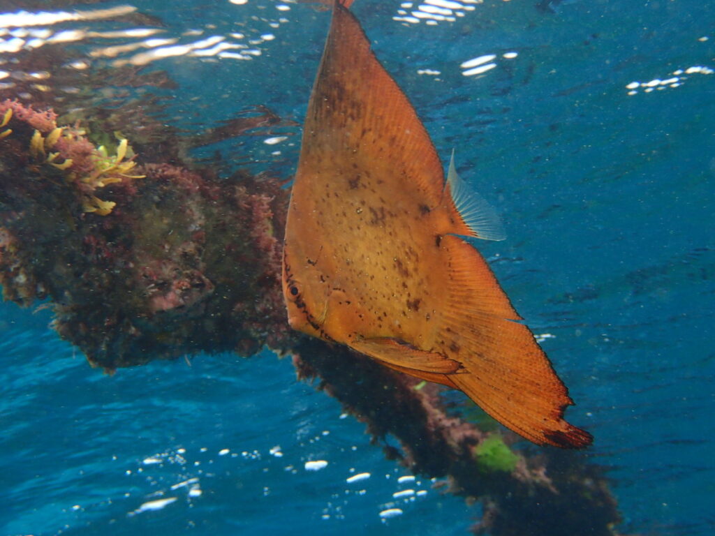 ナンヨウツバメウオ｜井田（西伊豆）｜2025/10/25